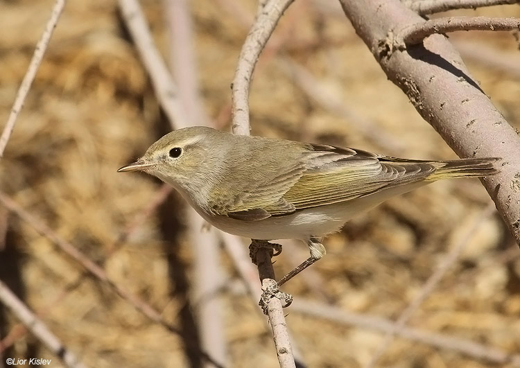        Eastern Bonelli's Warbler  Phylloscopus bonelli orientalis,Mitzpe Ramon ,march 2011,Lior Kislev